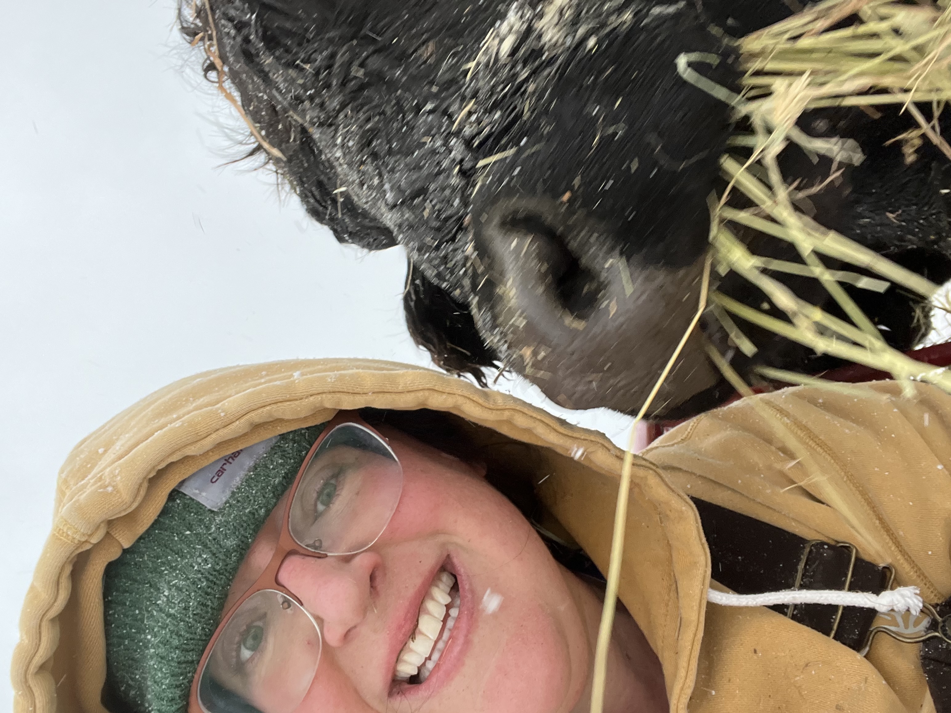 Kat Jacques wearing a yellow hoodie, a green beanie, and glasses with one of Waishkey Bay Farm's black cows in the photo chewing some hay.